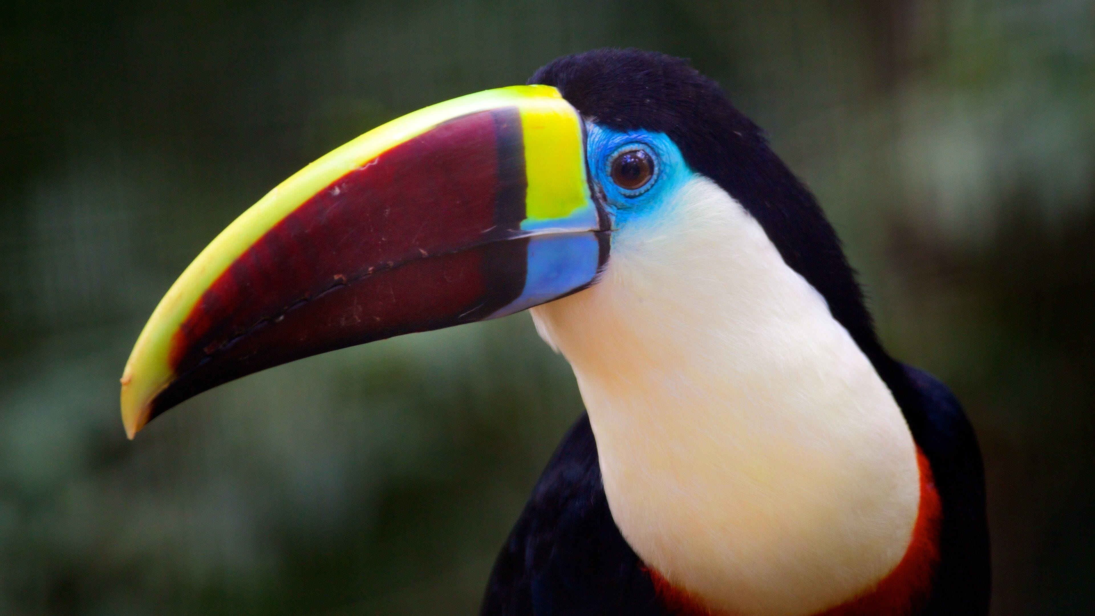 Parque de las Aves que incluye animales del zoológico, un jardín y vida de las aves