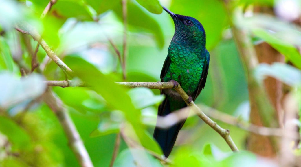 Parque de las Aves que incluye aves