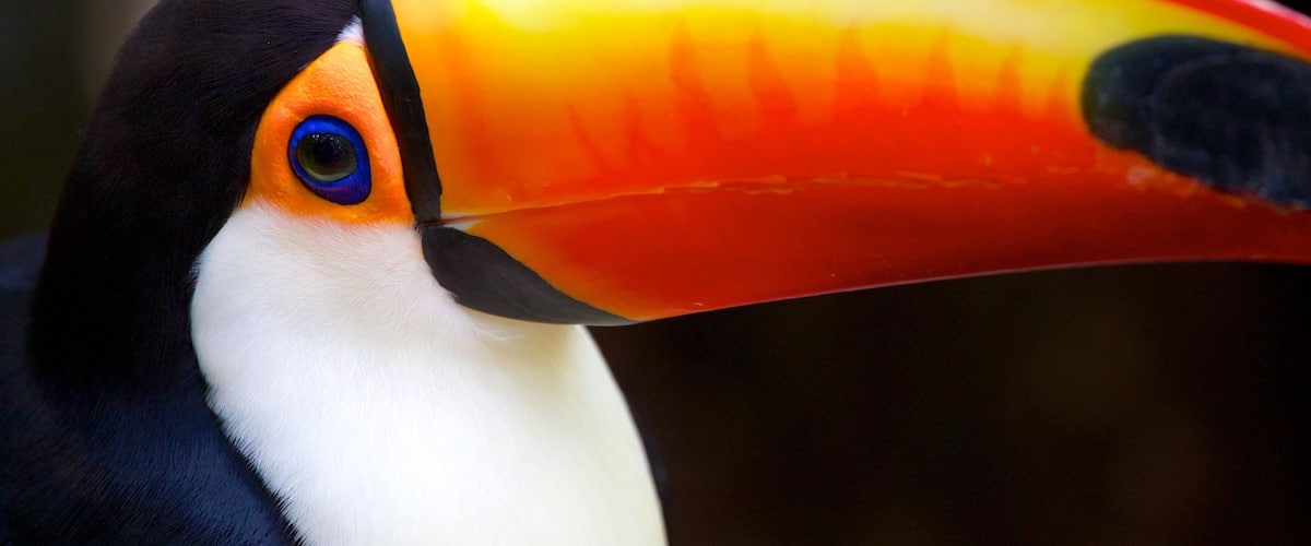 Parque de las Aves que incluye animales del zoológico y vida de las aves