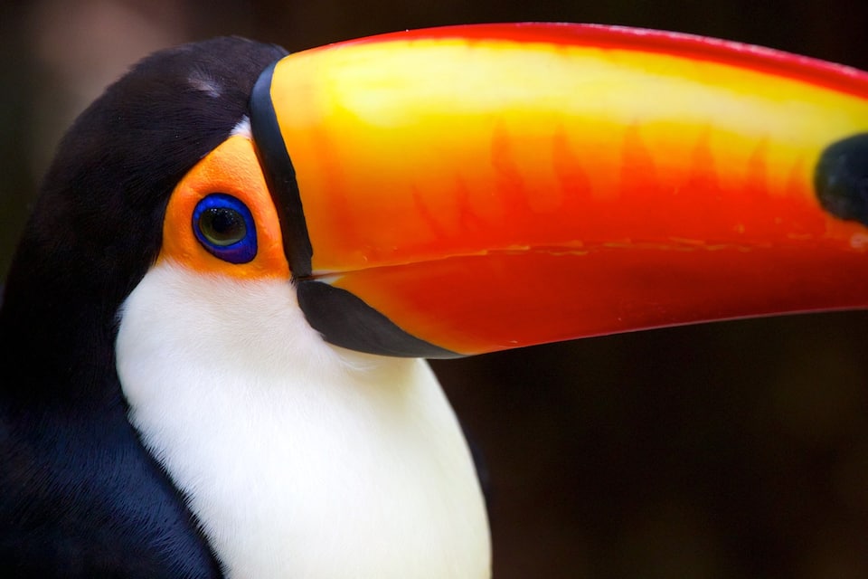 A toucan with a large, colorful beak.