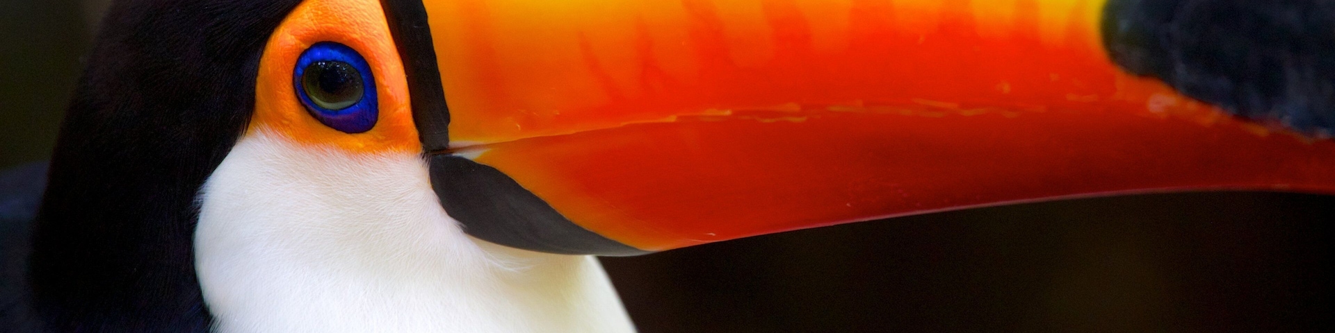 Bird Park showing bird life and zoo animals