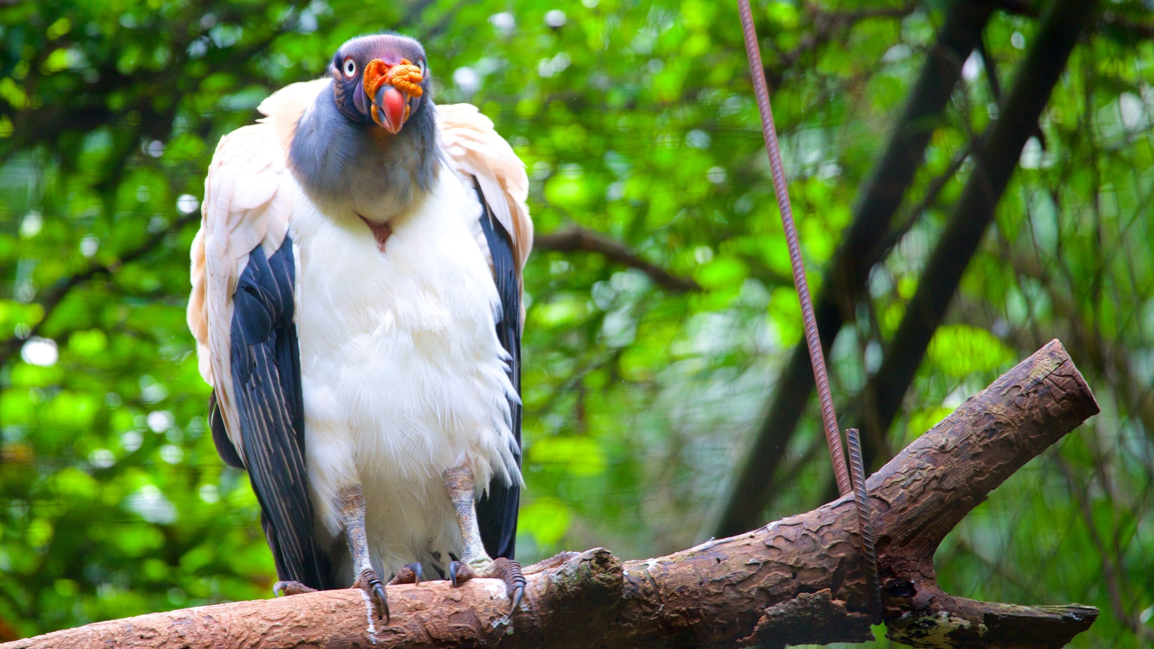 Bird Park showing bird life and zoo animals