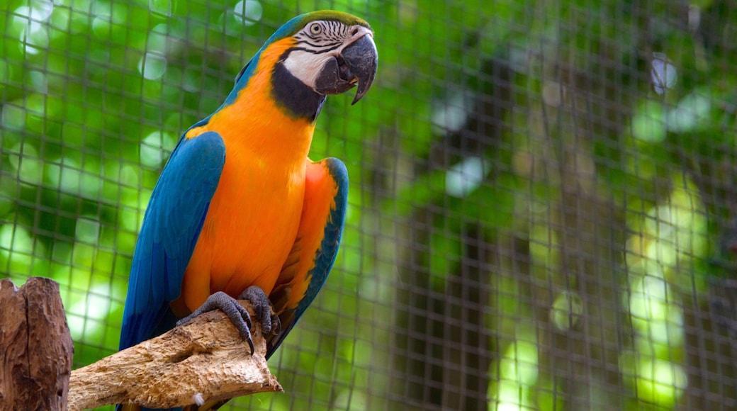 Bird Park featuring zoo animals and bird life