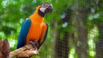 A vibrant blue and orange macaw perched on a branch.
