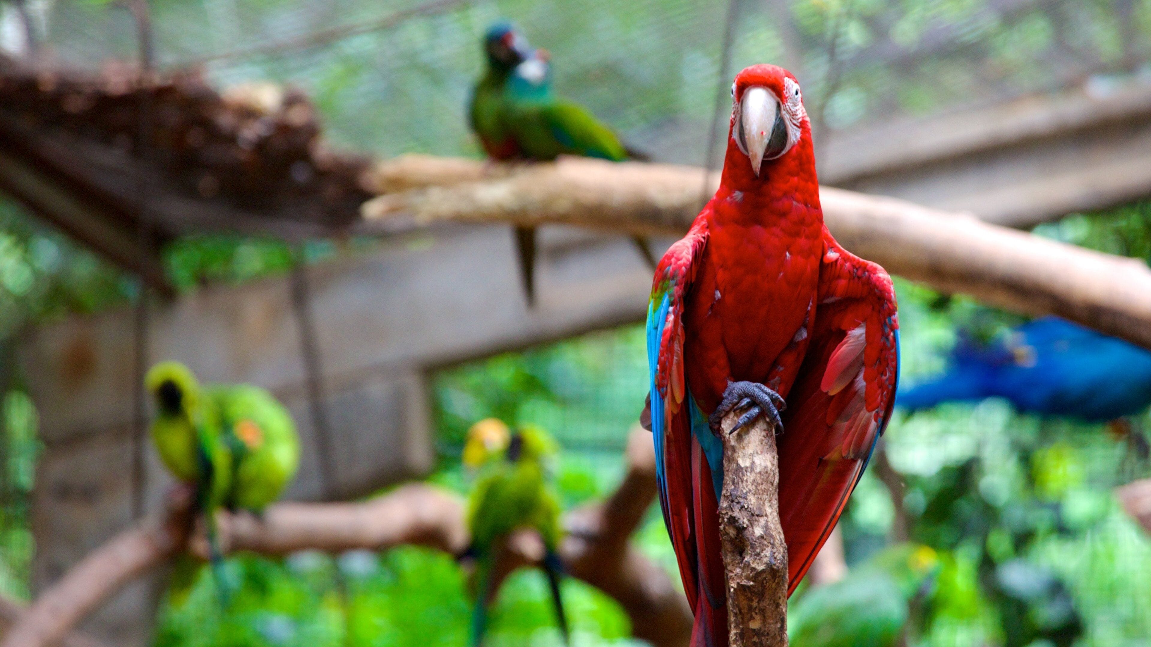 Bird Park featuring bird life and zoo animals