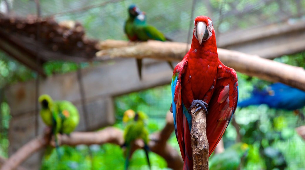Parque de las Aves mostrando aves y animales del zoo
