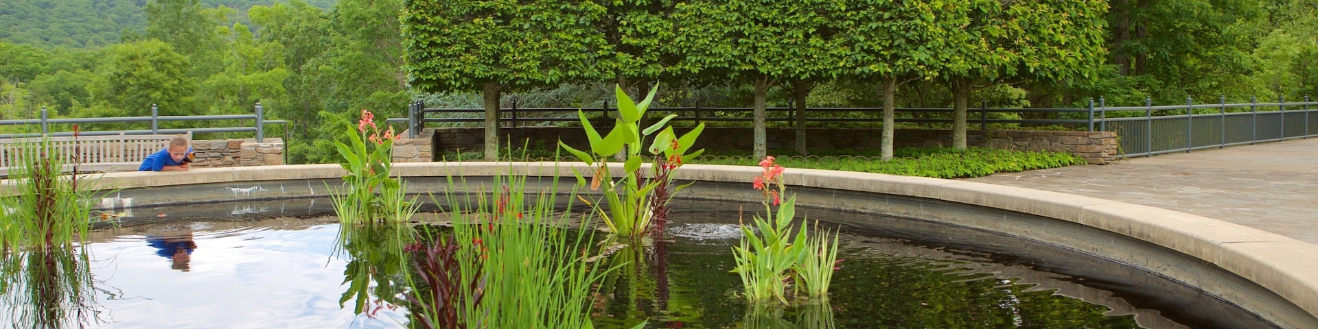 Arboretum de Carolina del Norte ofreciendo un parque y también un niño