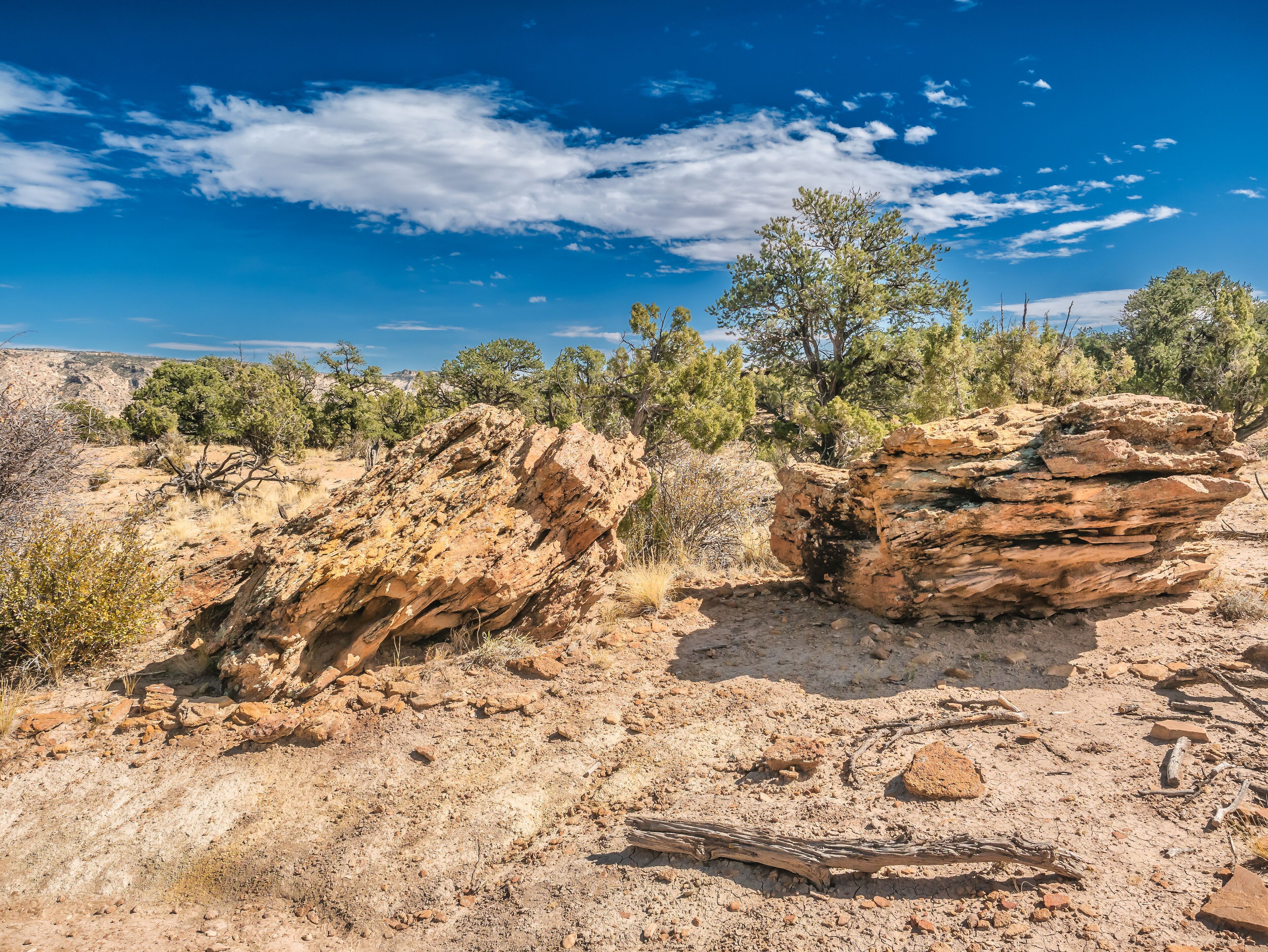 Petrified wood in Escalante Petrified Forest State Park in Utah