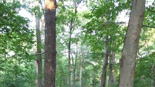 Hiking trails in the sterling state forest in lower NY state.
#hikng