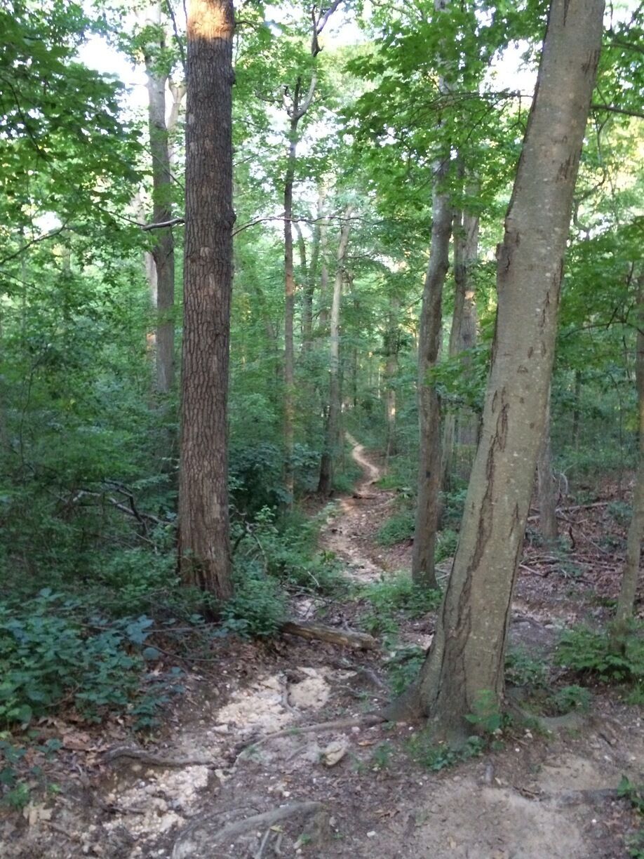 A forest with a dirt path.