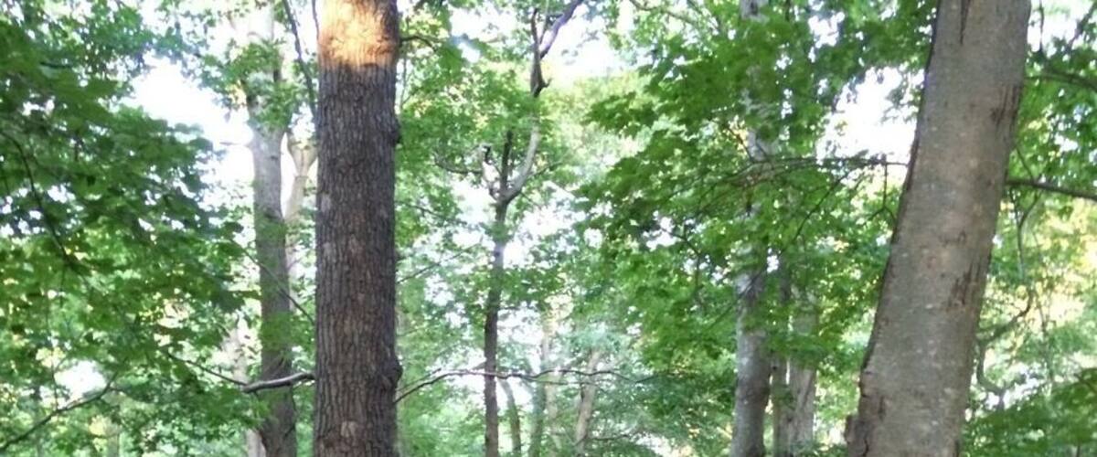 A forest with a dirt path.