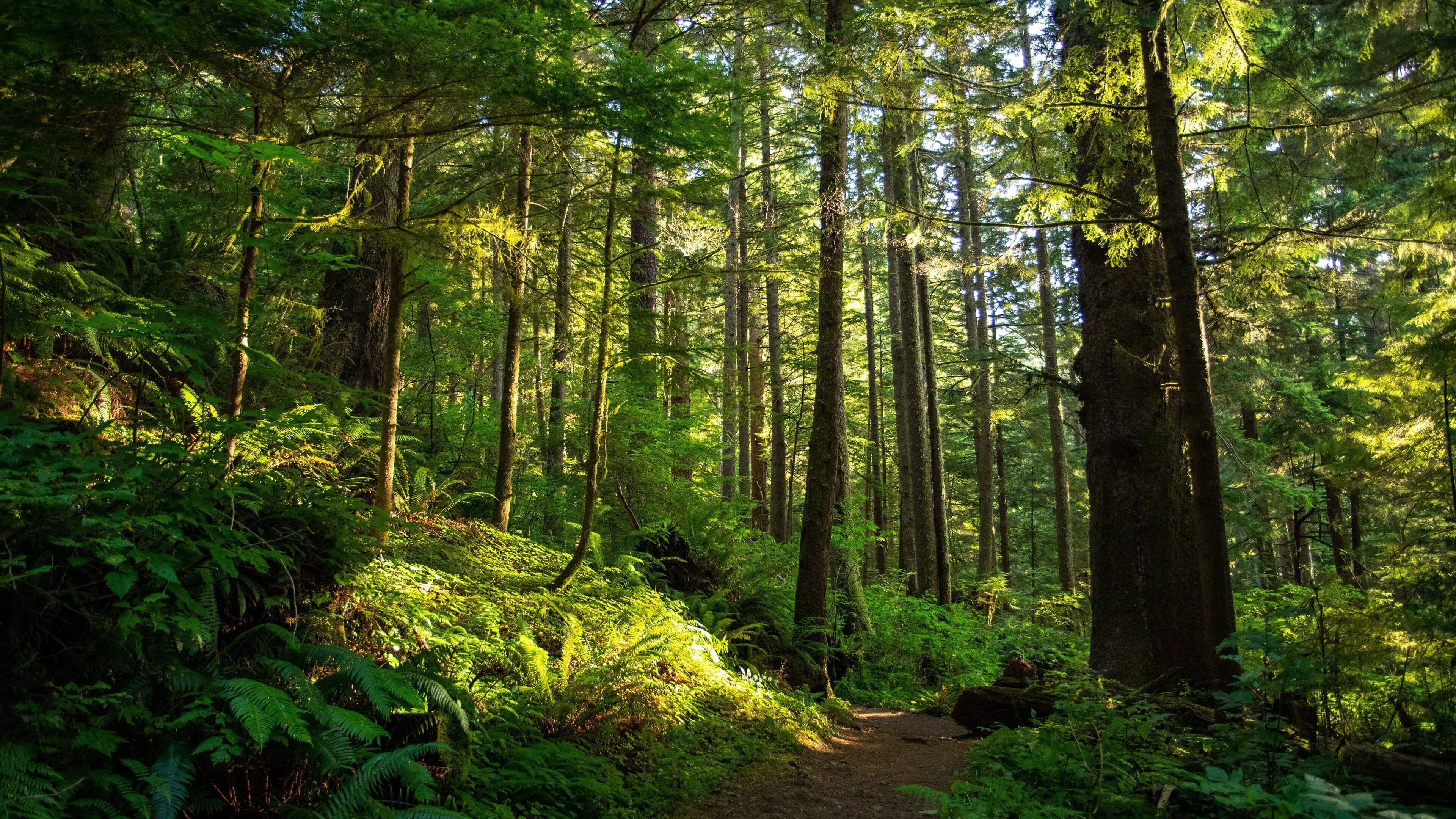 Tillamook Head showing forests