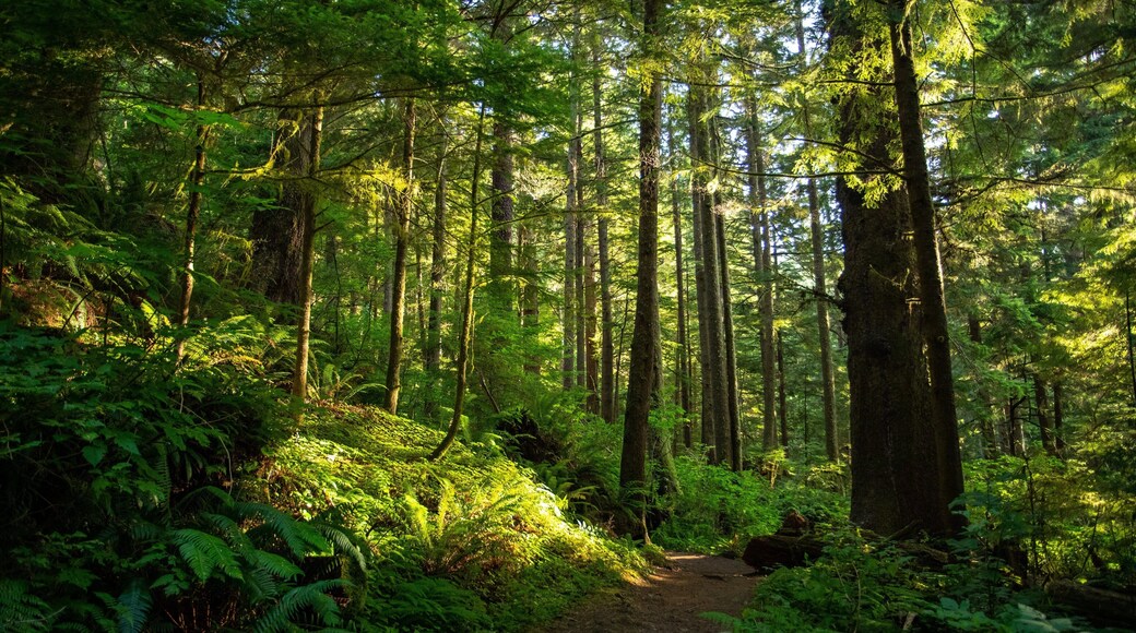 Tillamook Head showing forests