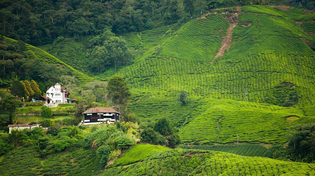 Boh Tea Plantation which includes landscape views, a small town or village and tranquil scenes