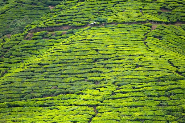 A lush tea plantation with terraced rows of tea bushes.