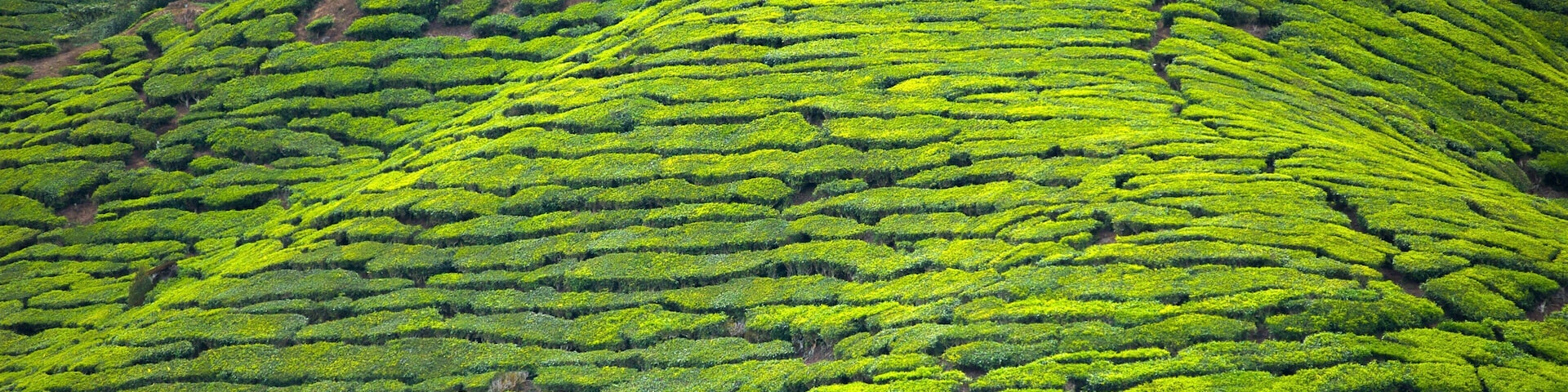 Una exuberante plantación de té con filas escalonadas de arbustos de té.
