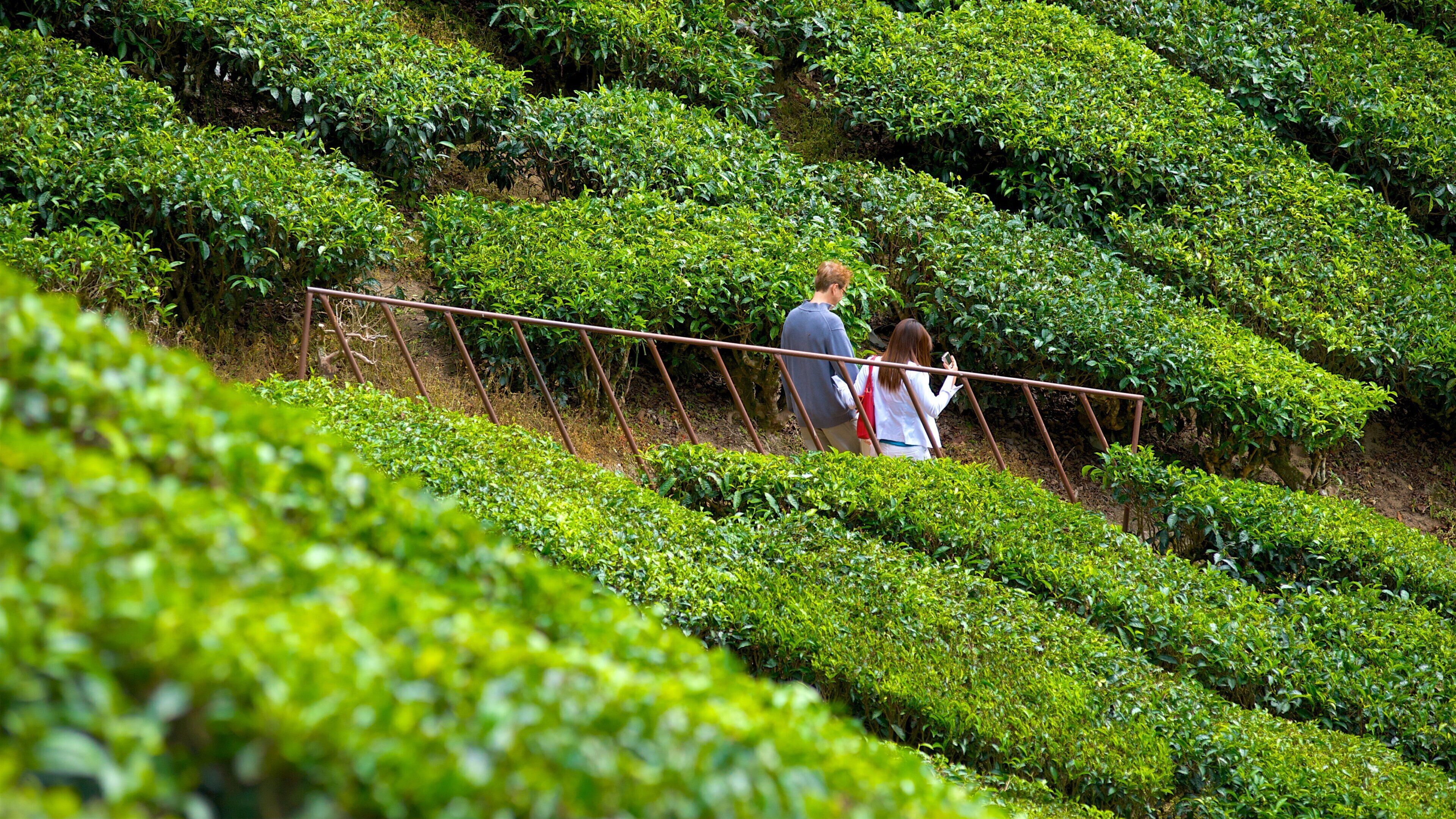 Cameron Highlands mettant en vedette randonnée ou marche à pied et ferme aussi bien que couple