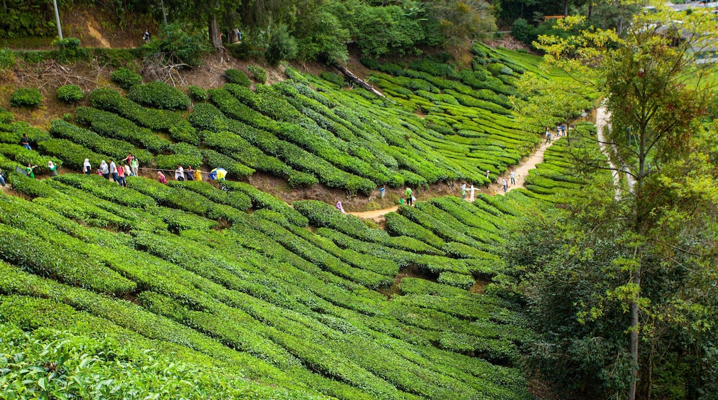 Boh Tea Plantation featuring hiking or walking and a garden as well as a small group of people