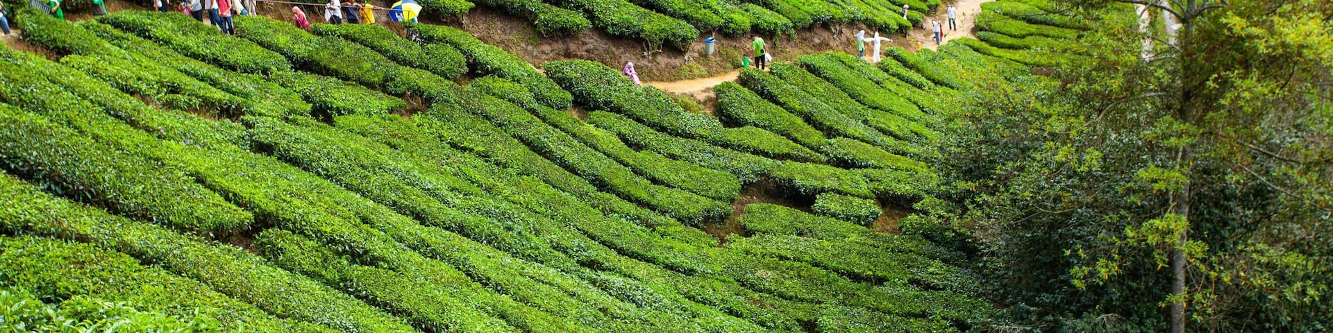 Boh Tea Plantation featuring hiking or walking and a garden as well as a small group of people