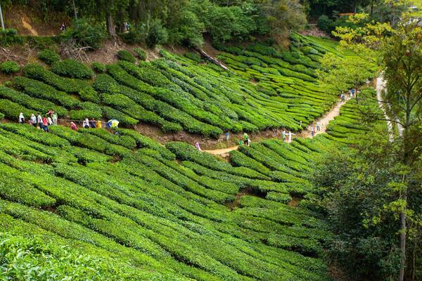 Boh Tea Plantation featuring hiking or walking and a garden as well as a small group of people