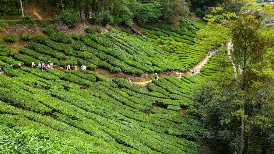 Boh Tea Plantation featuring hiking or walking and a garden as well as a small group of people