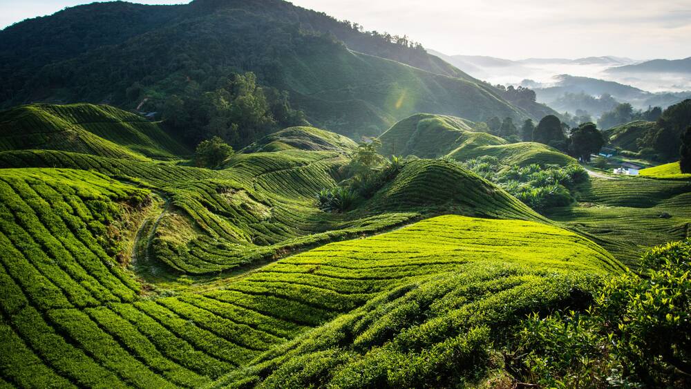 Terraced tea plantations on rolling hills with a misty mountain backdrop.