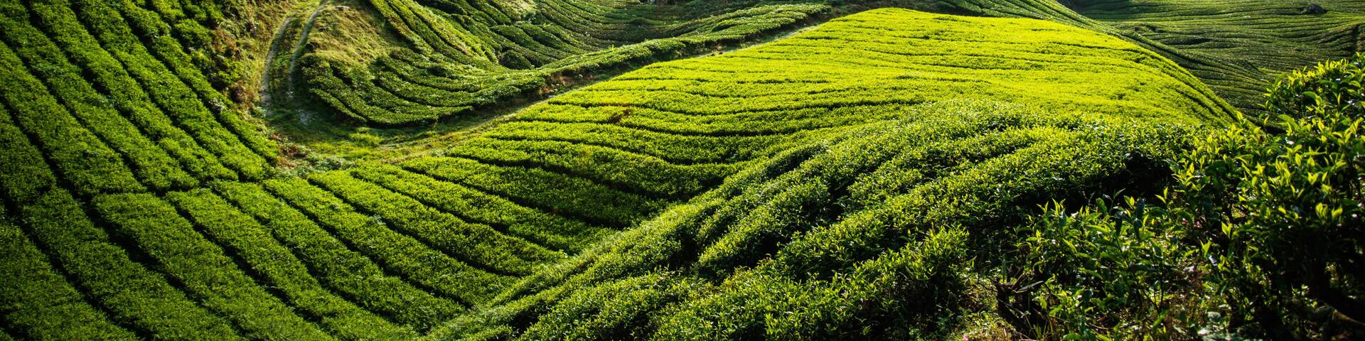The biggest tea plantation Cameron highlands, Malaysia