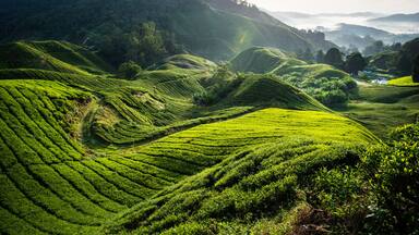 The biggest tea plantation Cameron highlands, Malaysia