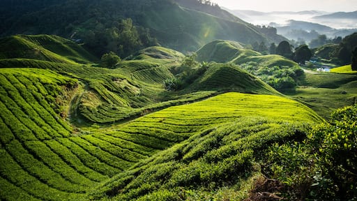 The biggest tea plantation Cameron highlands, Malaysia