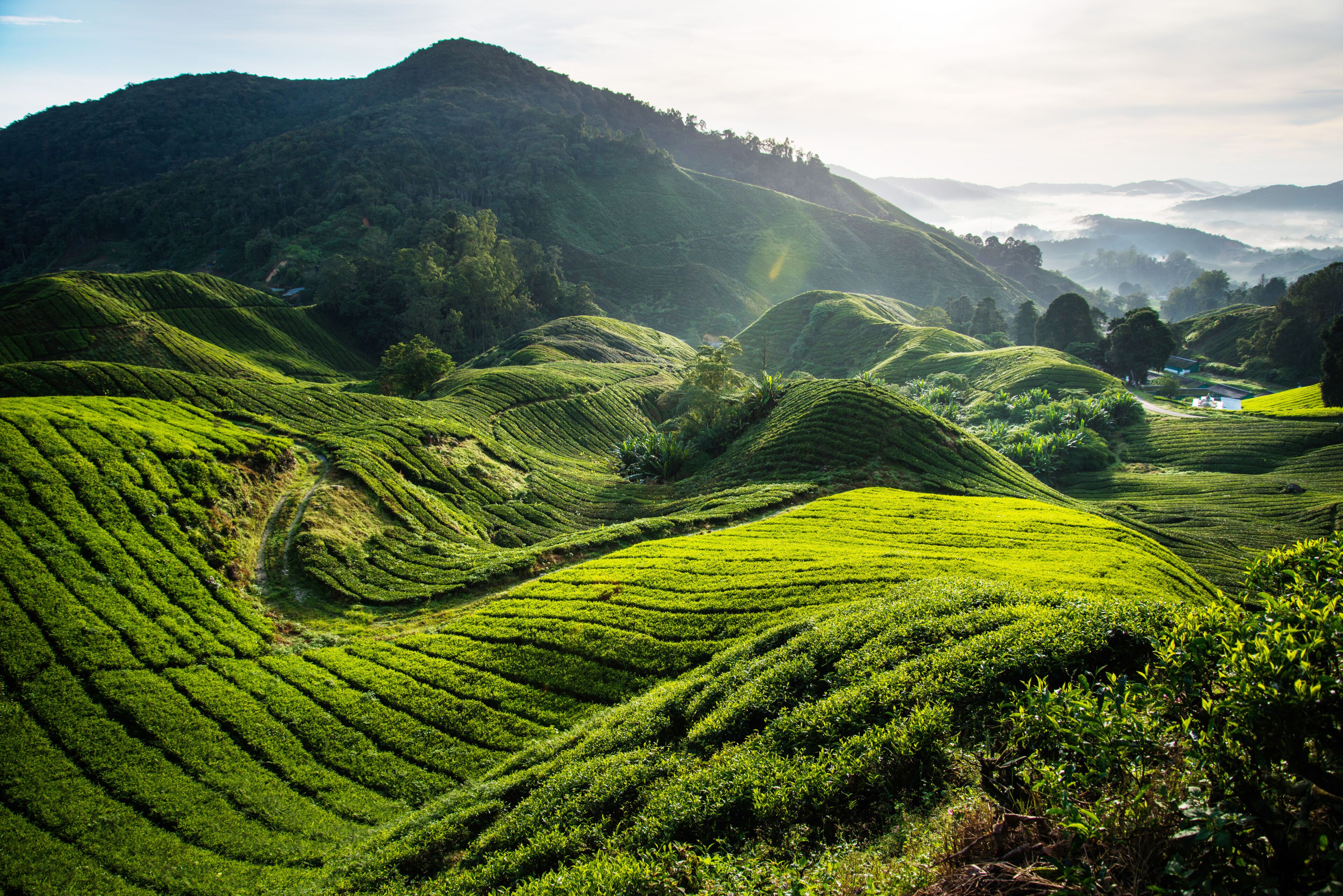 Terraced tea plantations on rolling hills with a misty mountain backdrop.