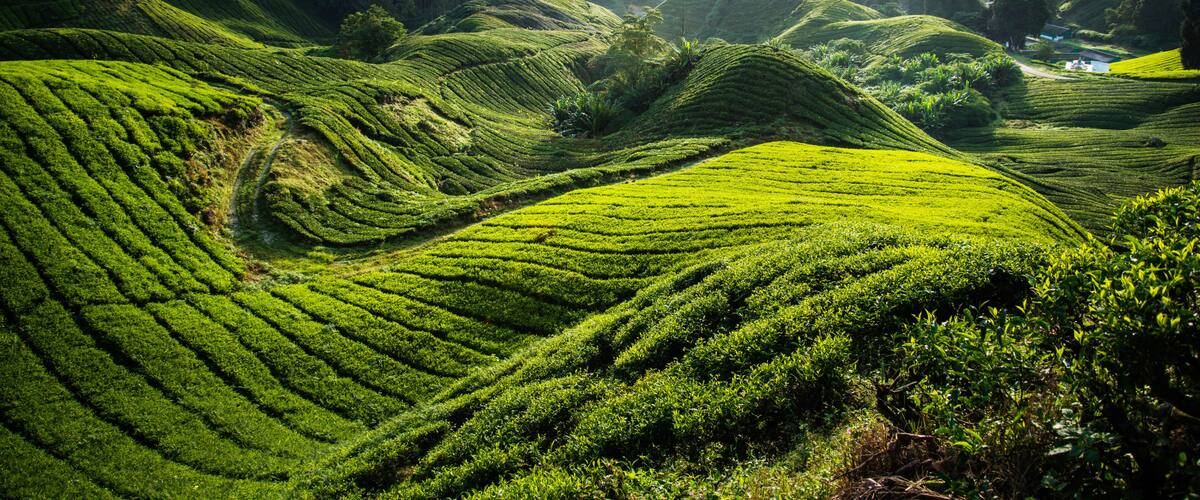 Terraced tea plantations on rolling hills with a misty mountain backdrop.