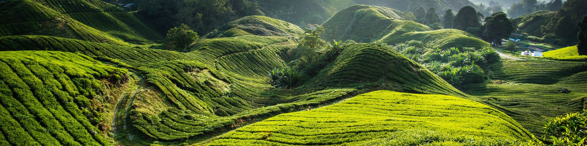 Terraced tea plantations on rolling hills with a misty mountain backdrop.