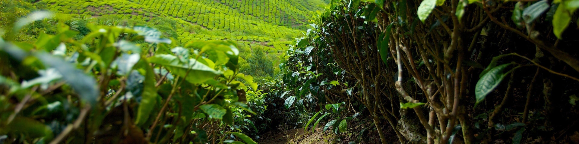 Cameron Highlands showing tranquil scenes and landscape views