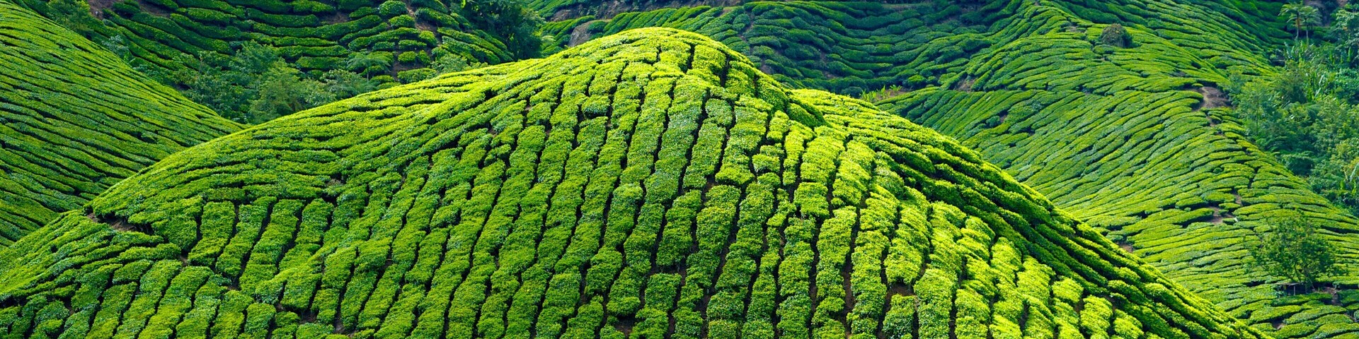 Terraced tea plantations in a hilly landscape.