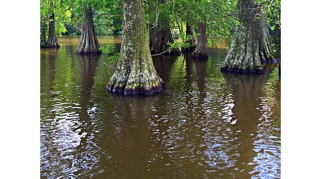 We rented peddle boats and spent the day cruising around. Very very large lake/pond? Lots of turtles and birds to see. Great day trip! #green