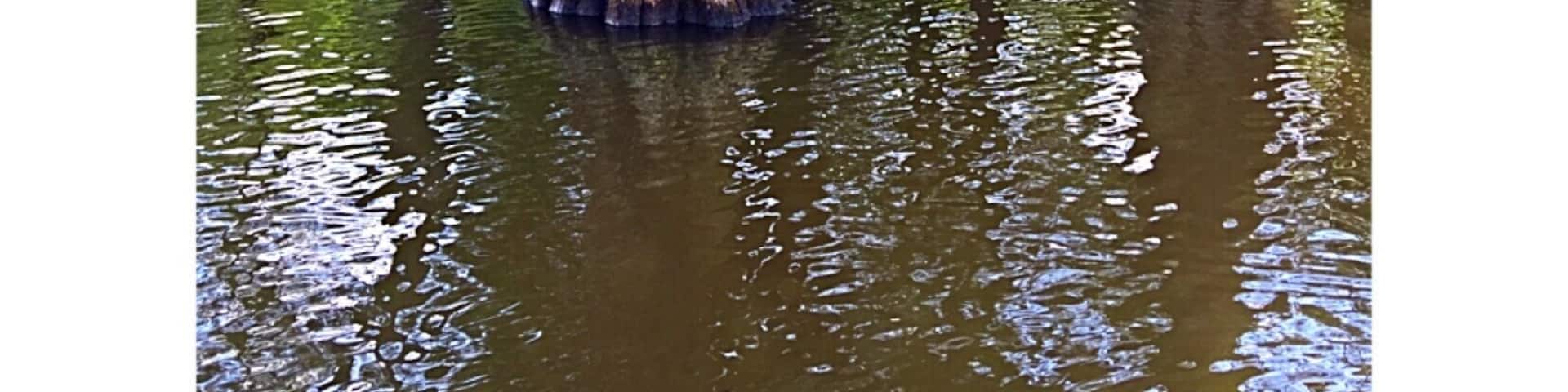 We rented peddle boats and spent the day cruising around. Very very large lake/pond? Lots of turtles and birds to see. Great day trip! #green