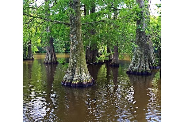 We rented peddle boats and spent the day cruising around. Very very large lake/pond? Lots of turtles and birds to see. Great day trip! #green