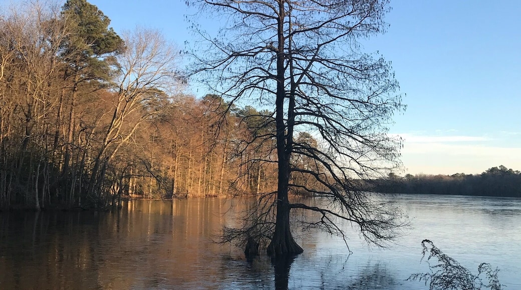 Trap Pond State Park is known as the northernmost park in North America for cypress and bald cypress trees. No matter the season, this place is always a gem. Today the pond was starting to freeze around this cypress tree creating a gorgeous mosaic pattern.