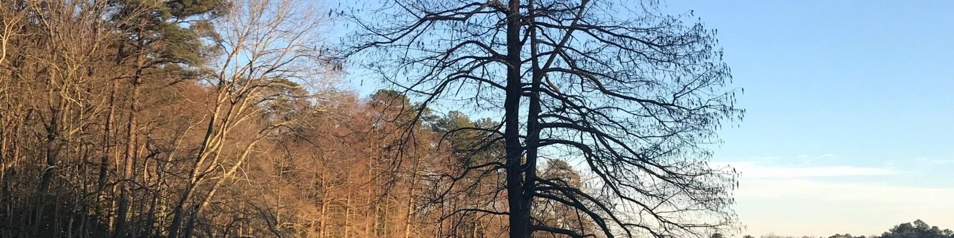 Trap Pond State Park is known as the northernmost park in North America for cypress and bald cypress trees. No matter the season, this place is always a gem. Today the pond was starting to freeze around this cypress tree creating a gorgeous mosaic pattern.