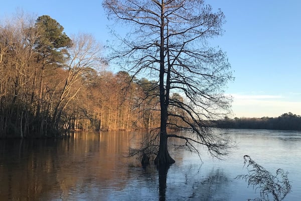 Trap Pond State Park is known as the northernmost park in North America for cypress and bald cypress trees. No matter the season, this place is always a gem. Today the pond was starting to freeze around this cypress tree creating a gorgeous mosaic pattern.