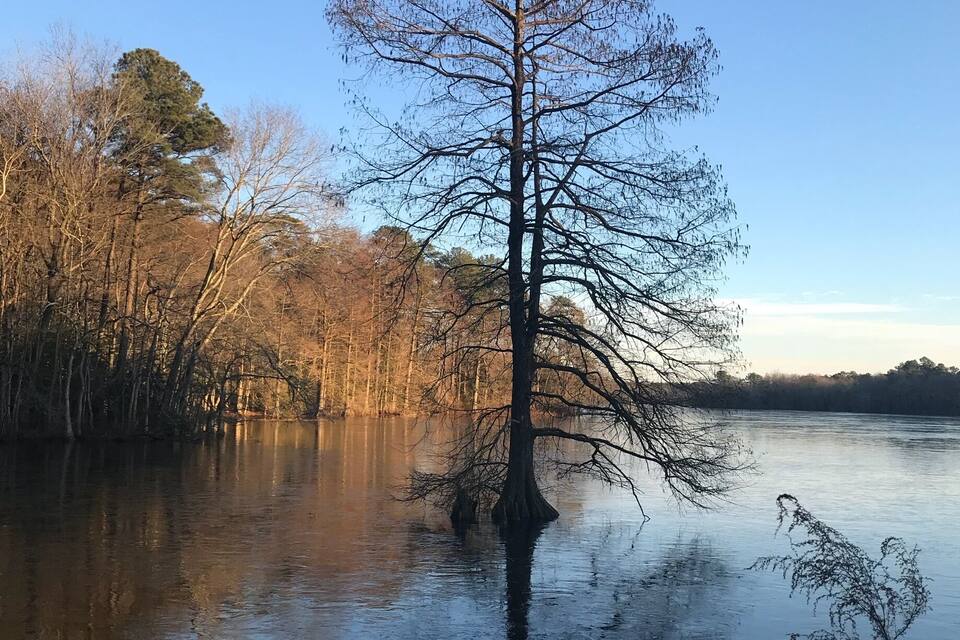 Uma árvore isolada em uma área alagada, sob um céu azul límpido e com uma floresta densa ao fundo.