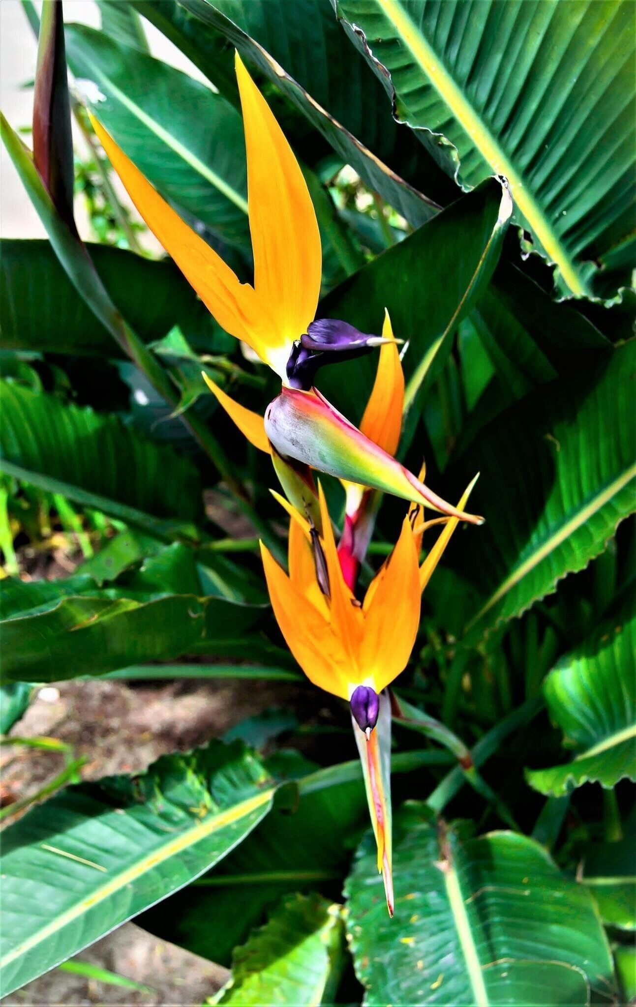 Had to throw this in since I am a Bird of paradise lover!!! #nature