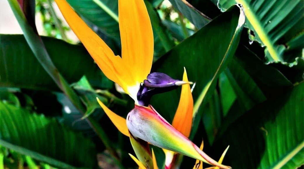 Had to throw this in since I am a Bird of paradise lover!!! #nature