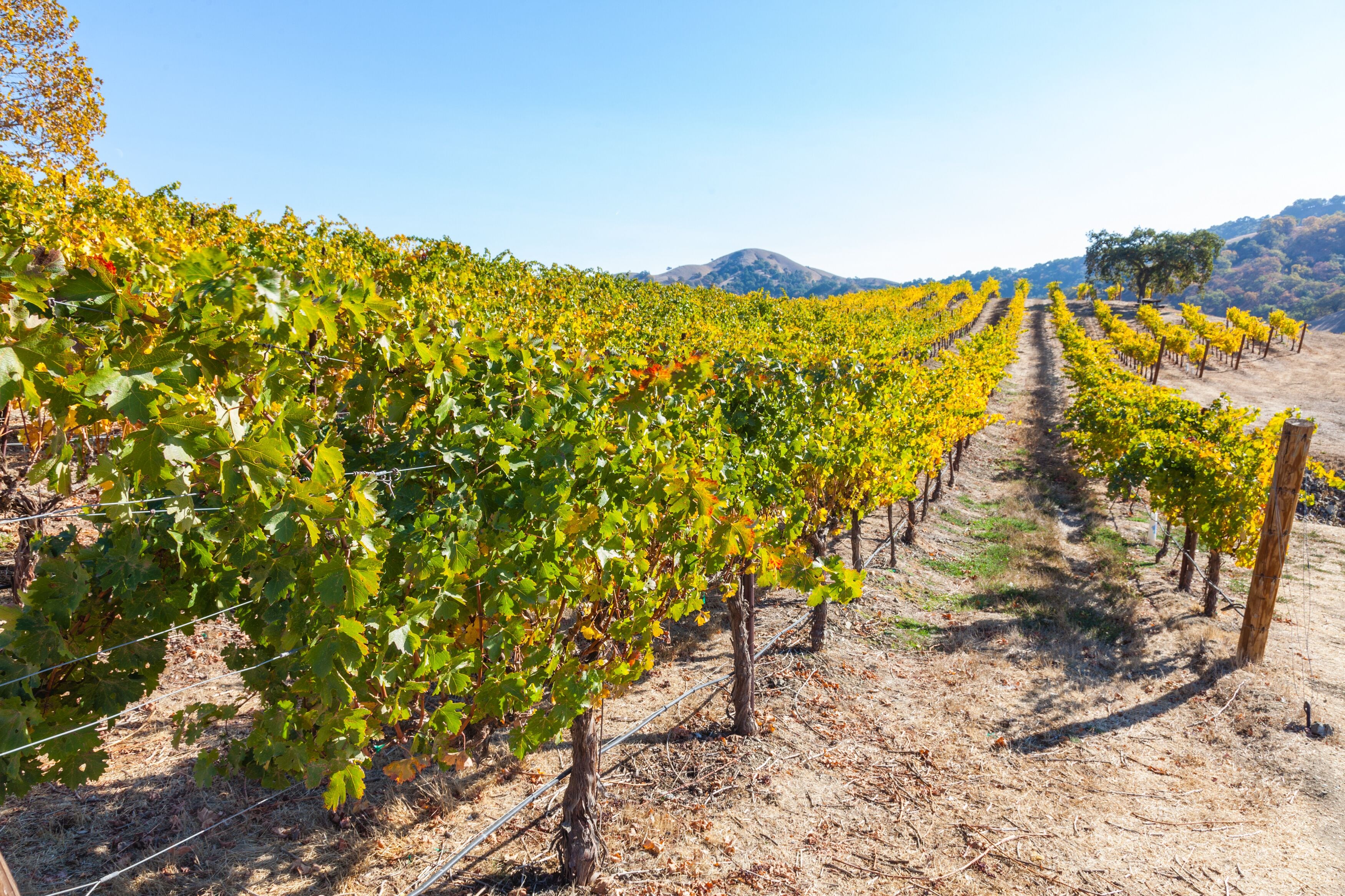 Colors of Autumn in vineyard in Santa Clara Valley