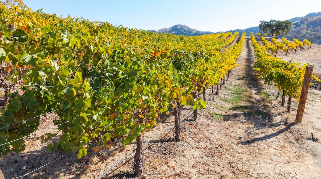 Colors of Autumn in vineyard in Santa Clara Valley