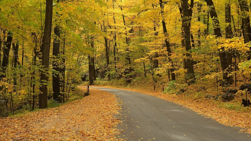 A forested road with yellow autumn leaves.