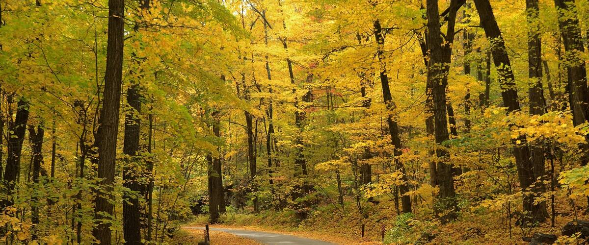 Autumn Colors Along a Rural Road in Devils Lake State Park near Baraboo, Wisconsin; Shutterstock ID 451451179
