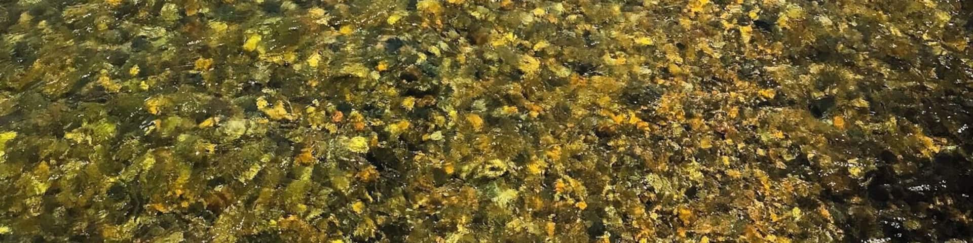 We stopped to shop on our way to grandmothers house and crossing a bridge I took this picture of the beautiful water! It was one of the best adventures that year #adventure