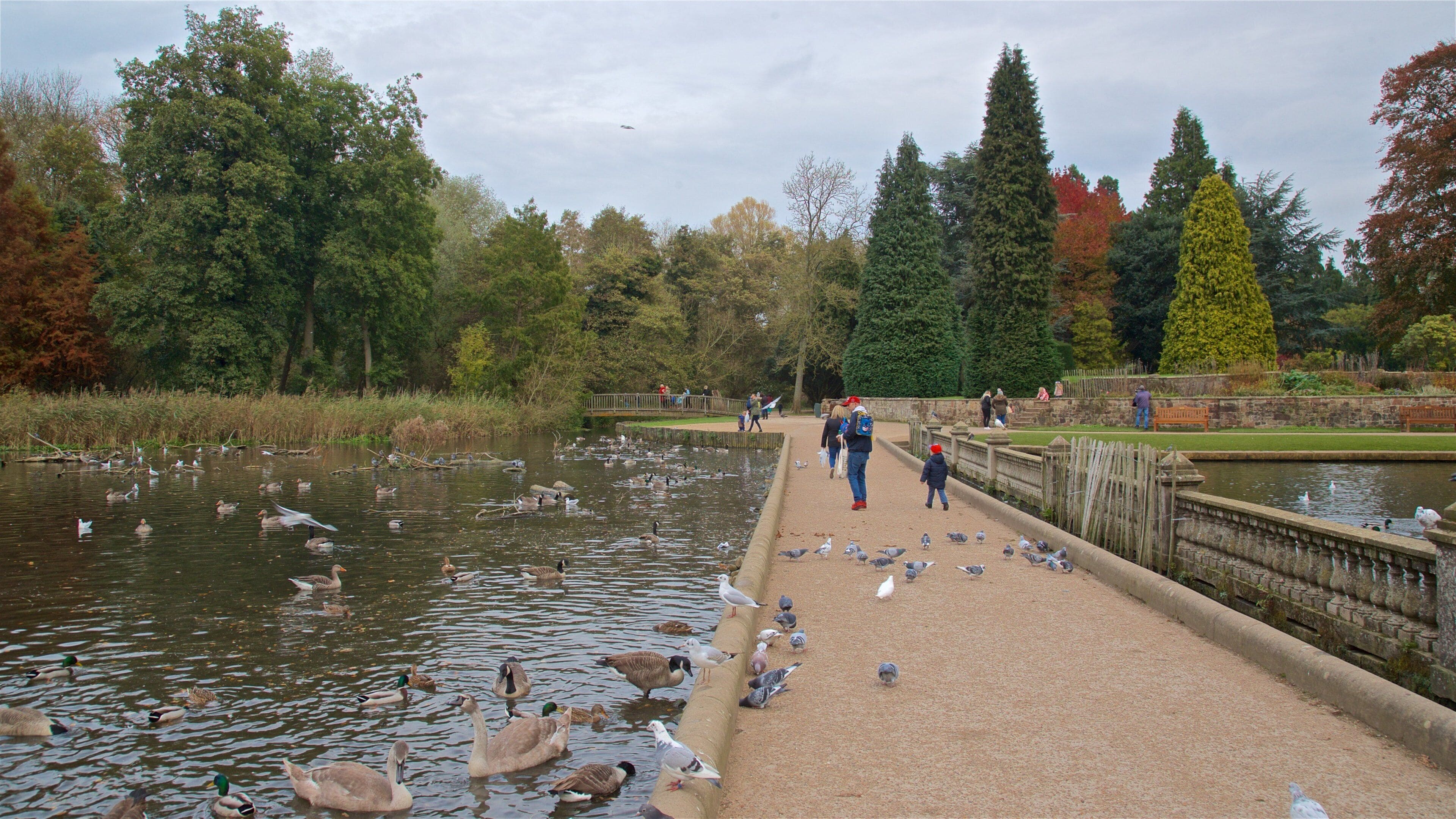 Parque natural de Coombe Abbey ofreciendo un estanque y vida de las aves y también una familia