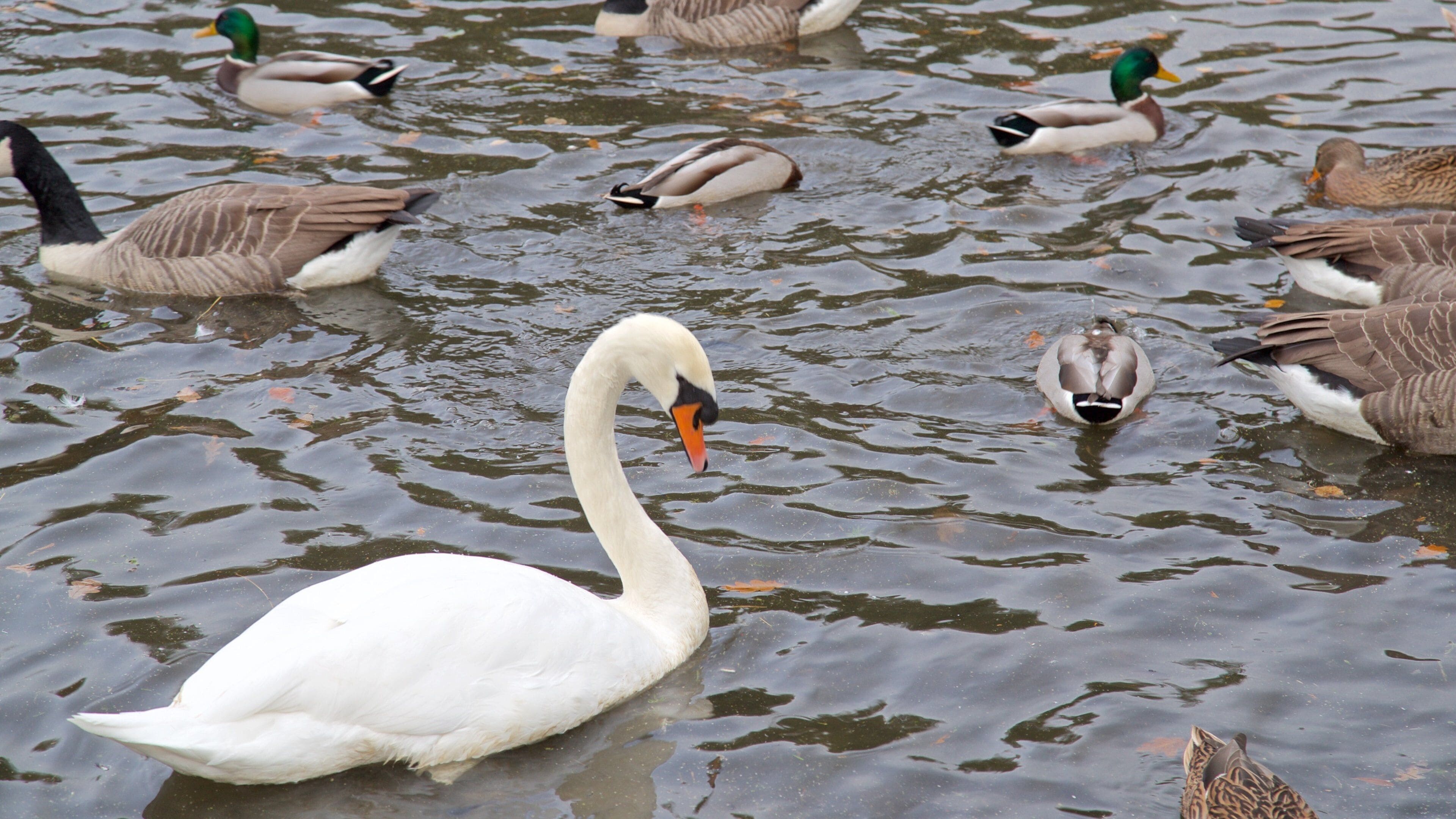 Coombe Abbey Country Park mostrando vida das aves e um lago